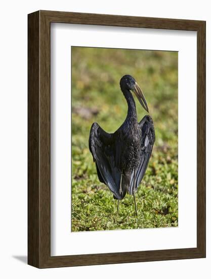 African open-billed stork (African openbill) (Anastomus lamelligerus), Selous Game Reserve, Tanzani-James Hager-Framed Photographic Print