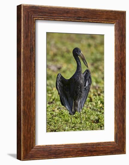 African open-billed stork (African openbill) (Anastomus lamelligerus), Selous Game Reserve, Tanzani-James Hager-Framed Photographic Print