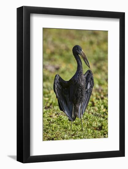 African open-billed stork (African openbill) (Anastomus lamelligerus), Selous Game Reserve, Tanzani-James Hager-Framed Photographic Print