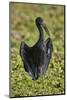 African open-billed stork (African openbill) (Anastomus lamelligerus), Selous Game Reserve, Tanzani-James Hager-Mounted Photographic Print