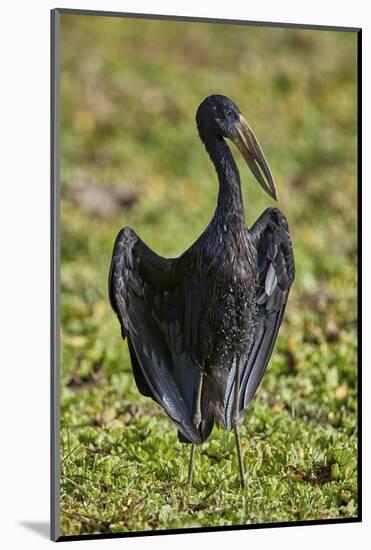 African open-billed stork (African openbill) (Anastomus lamelligerus), Selous Game Reserve, Tanzani-James Hager-Mounted Photographic Print