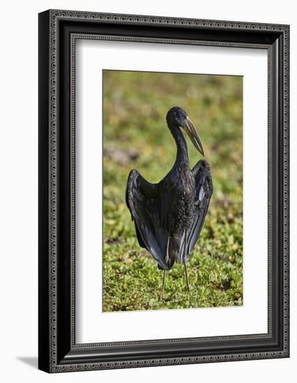 African open-billed stork (African openbill) (Anastomus lamelligerus), Selous Game Reserve, Tanzani-James Hager-Framed Photographic Print