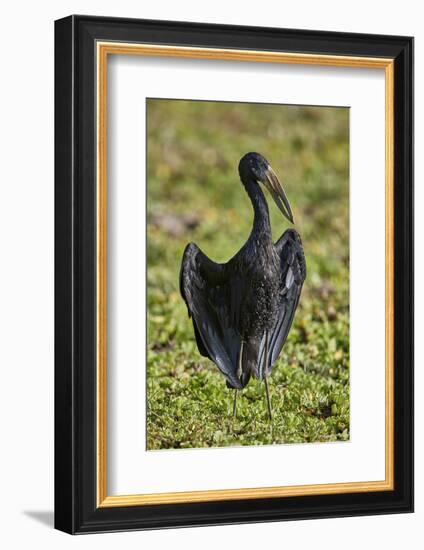 African open-billed stork (African openbill) (Anastomus lamelligerus), Selous Game Reserve, Tanzani-James Hager-Framed Photographic Print