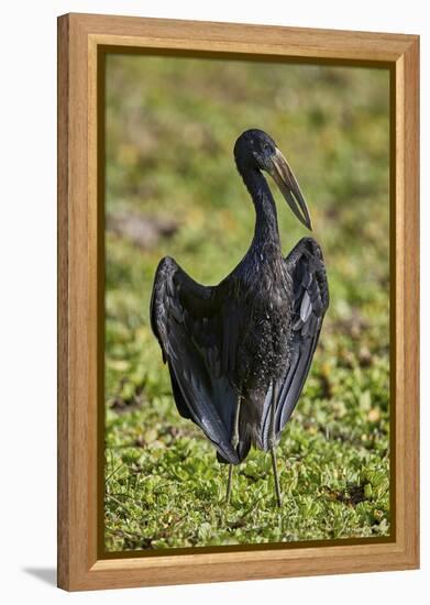 African open-billed stork (African openbill) (Anastomus lamelligerus), Selous Game Reserve, Tanzani-James Hager-Framed Premier Image Canvas