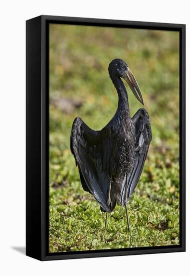 African open-billed stork (African openbill) (Anastomus lamelligerus), Selous Game Reserve, Tanzani-James Hager-Framed Premier Image Canvas