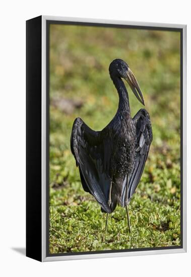 African open-billed stork (African openbill) (Anastomus lamelligerus), Selous Game Reserve, Tanzani-James Hager-Framed Premier Image Canvas