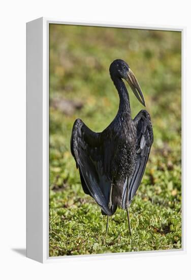 African open-billed stork (African openbill) (Anastomus lamelligerus), Selous Game Reserve, Tanzani-James Hager-Framed Premier Image Canvas