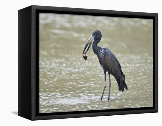 African open-billed stork (African openbill) (Anastomus lamelligerus) with a snail, Selous Game Res-James Hager-Framed Premier Image Canvas