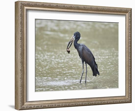 African open-billed stork (African openbill) (Anastomus lamelligerus) with a snail, Selous Game Res-James Hager-Framed Photographic Print