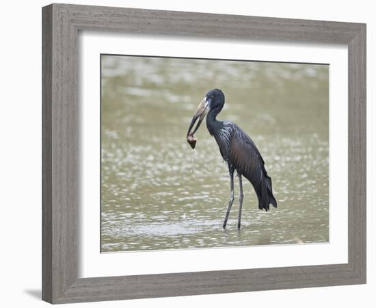 African open-billed stork (African openbill) (Anastomus lamelligerus) with a snail, Selous Game Res-James Hager-Framed Photographic Print