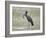 African open-billed stork (African openbill) (Anastomus lamelligerus) with a snail, Selous Game Res-James Hager-Framed Photographic Print