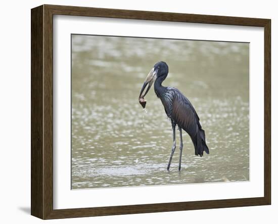 African open-billed stork (African openbill) (Anastomus lamelligerus) with a snail, Selous Game Res-James Hager-Framed Photographic Print