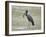 African open-billed stork (African openbill) (Anastomus lamelligerus) with a snail, Selous Game Res-James Hager-Framed Photographic Print