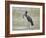 African open-billed stork (African openbill) (Anastomus lamelligerus) with a snail, Selous Game Res-James Hager-Framed Photographic Print