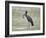 African open-billed stork (African openbill) (Anastomus lamelligerus) with a snail, Selous Game Res-James Hager-Framed Photographic Print