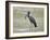 African open-billed stork (African openbill) (Anastomus lamelligerus) with a snail, Selous Game Res-James Hager-Framed Photographic Print