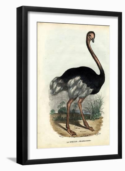 African Ostrich, 1863-79-Raimundo Petraroja-Framed Giclee Print