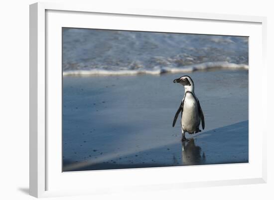 African Penguin Returning to Colony. Western Cape, South Africa-Pete Oxford-Framed Photographic Print