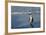 African Penguin Returning to Colony. Western Cape, South Africa-Pete Oxford-Framed Photographic Print