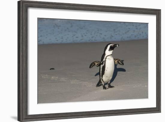 African Penguin Returning to Colony. Western Cape, South Africa-Pete Oxford-Framed Photographic Print