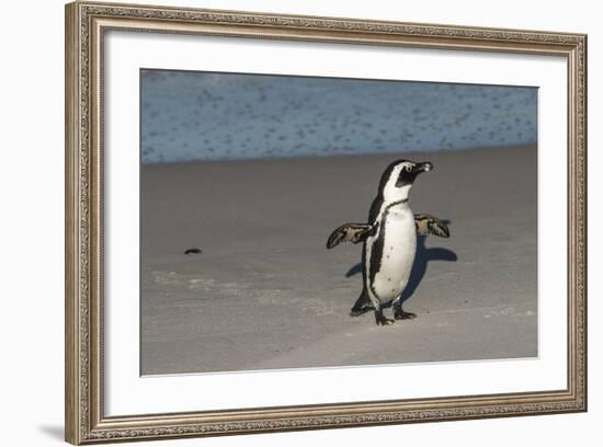 African Penguin Returning to Colony. Western Cape, South Africa-Pete Oxford-Framed Photographic Print