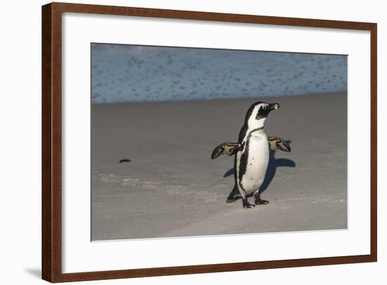 African Penguin Returning to Colony. Western Cape, South Africa-Pete Oxford-Framed Photographic Print