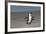 African Penguin Returning to Colony. Western Cape, South Africa-Pete Oxford-Framed Photographic Print