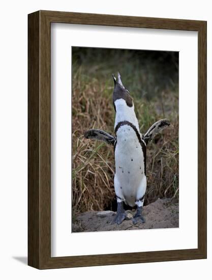 African Penguin (Spheniscus demersus) calling, Simon's Town, near Cape Town, South Africa, Africa-James Hager-Framed Photographic Print