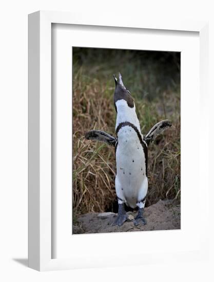 African Penguin (Spheniscus demersus) calling, Simon's Town, near Cape Town, South Africa, Africa-James Hager-Framed Photographic Print