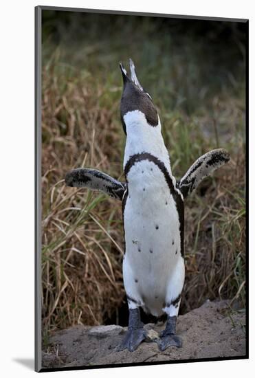 African Penguin (Spheniscus demersus) calling, Simon's Town, near Cape Town, South Africa, Africa-James Hager-Mounted Photographic Print