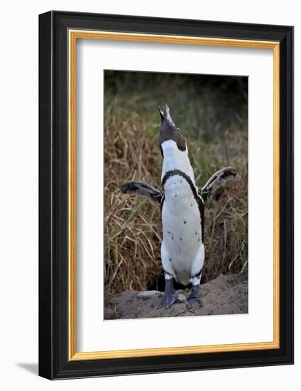 African Penguin (Spheniscus demersus) calling, Simon's Town, near Cape Town, South Africa, Africa-James Hager-Framed Photographic Print