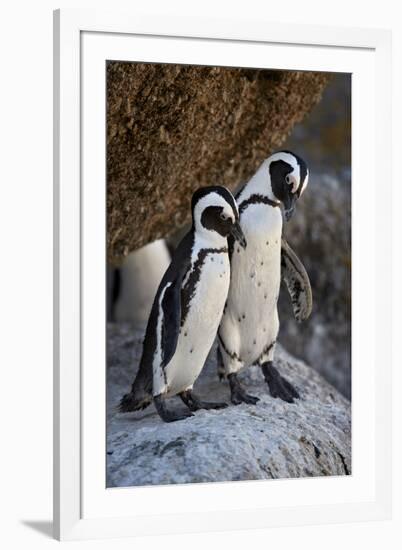 African Penguin (Spheniscus demersus) pair, Simon's Town, near Cape Town, South Africa, Africa-James Hager-Framed Photographic Print