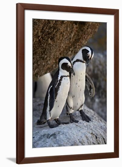 African Penguin (Spheniscus demersus) pair, Simon's Town, near Cape Town, South Africa, Africa-James Hager-Framed Photographic Print