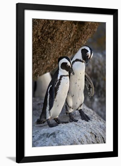 African Penguin (Spheniscus demersus) pair, Simon's Town, near Cape Town, South Africa, Africa-James Hager-Framed Photographic Print