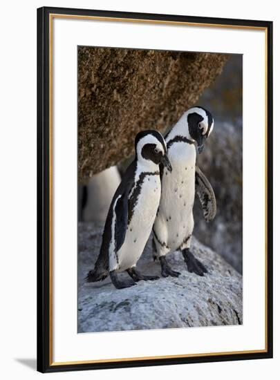 African Penguin (Spheniscus demersus) pair, Simon's Town, near Cape Town, South Africa, Africa-James Hager-Framed Photographic Print