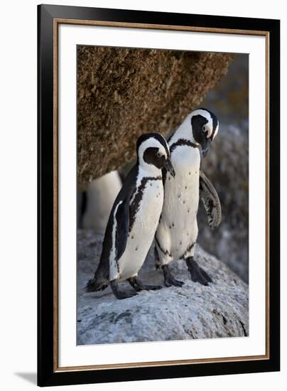 African Penguin (Spheniscus demersus) pair, Simon's Town, near Cape Town, South Africa, Africa-James Hager-Framed Photographic Print