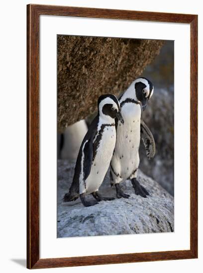 African Penguin (Spheniscus demersus) pair, Simon's Town, near Cape Town, South Africa, Africa-James Hager-Framed Photographic Print