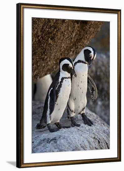 African Penguin (Spheniscus demersus) pair, Simon's Town, near Cape Town, South Africa, Africa-James Hager-Framed Photographic Print