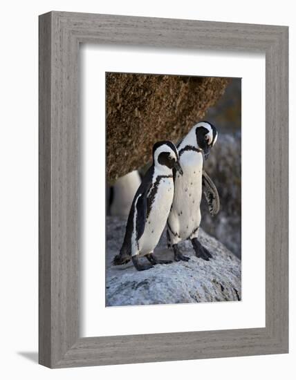 African Penguin (Spheniscus demersus) pair, Simon's Town, near Cape Town, South Africa, Africa-James Hager-Framed Photographic Print