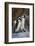 African Penguin (Spheniscus demersus) pair, Simon's Town, near Cape Town, South Africa, Africa-James Hager-Framed Photographic Print