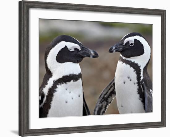 African Penguin (Spheniscus Demersus) Pair, Simon's Town, South Africa, Africa-James Hager-Framed Photographic Print