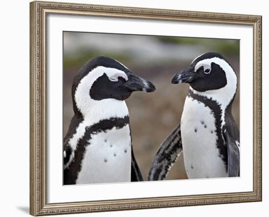 African Penguin (Spheniscus Demersus) Pair, Simon's Town, South Africa, Africa-James Hager-Framed Photographic Print