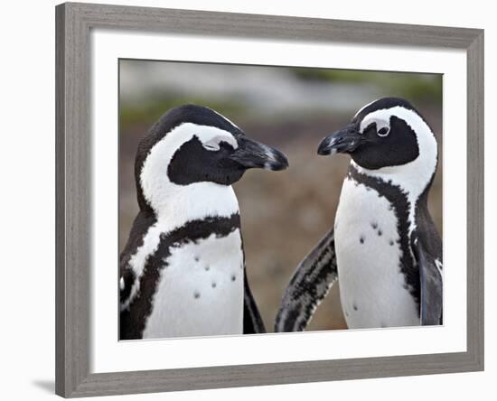 African Penguin (Spheniscus Demersus) Pair, Simon's Town, South Africa, Africa-James Hager-Framed Photographic Print