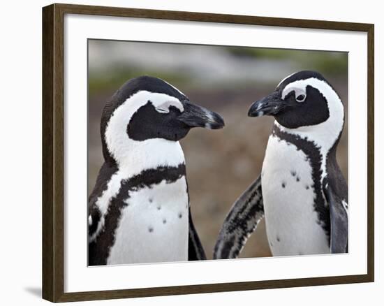 African Penguin (Spheniscus Demersus) Pair, Simon's Town, South Africa, Africa-James Hager-Framed Photographic Print