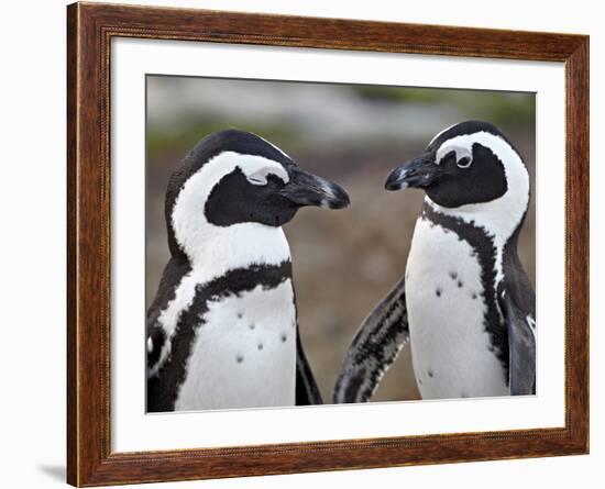 African Penguin (Spheniscus Demersus) Pair, Simon's Town, South Africa, Africa-James Hager-Framed Photographic Print