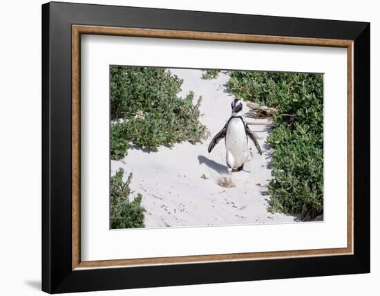 African Penguin (Spheniscus demersus) walking on sand at Boulder's Beach, Cape Town, South Africa-G&M Therin-Weise-Framed Photographic Print