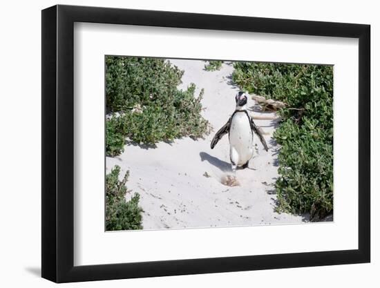 African Penguin (Spheniscus demersus) walking on sand at Boulder's Beach, Cape Town, South Africa-G&M Therin-Weise-Framed Photographic Print