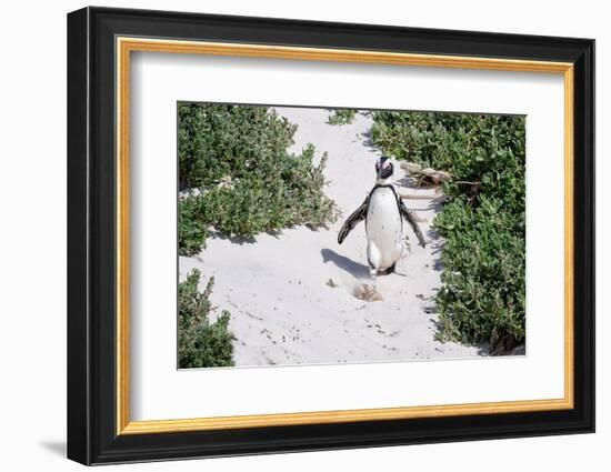 African Penguin (Spheniscus demersus) walking on sand at Boulder's Beach, Cape Town, South Africa-G&M Therin-Weise-Framed Photographic Print
