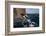 African Penguin-Cheryl-Samantha Owen-Framed Photographic Print