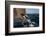 African Penguin-Cheryl-Samantha Owen-Framed Photographic Print